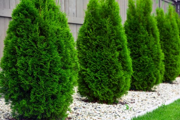 Arborvitae Planting in Joplin