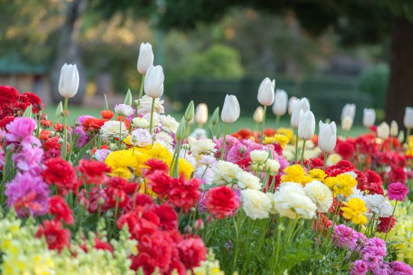 Gardening Service in Joplin