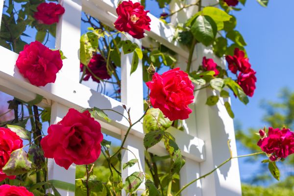 Home Gardening Service in Joplin