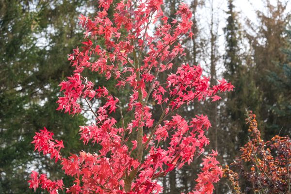 Japanese Maple Planting in Joplin