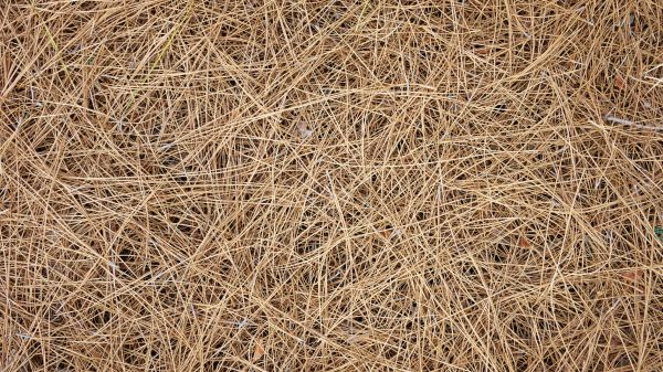 Pine Needles Delivery in Joplin