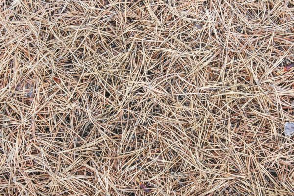 Pine Straw Installation in Joplin