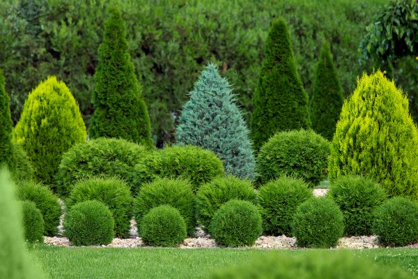 Shrub Installation in Joplin