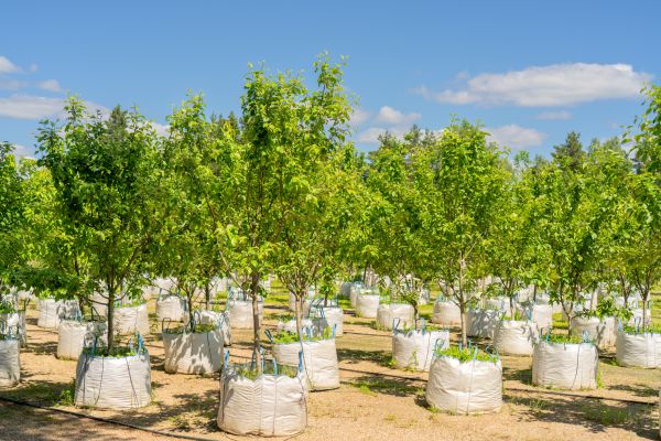 Tree Planting Service in Joplin