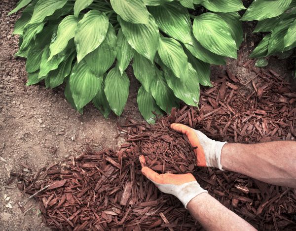 Shredded Mulch Service in Joplin