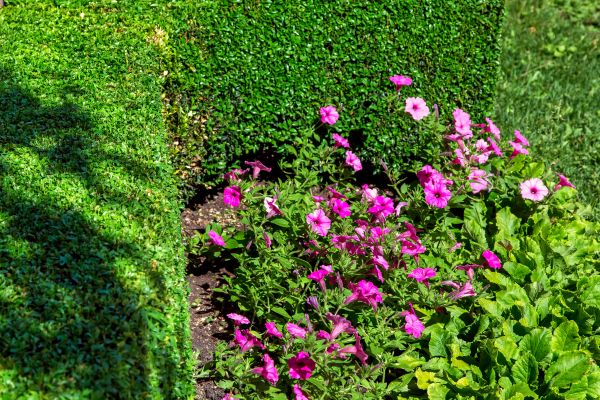 Softscaping Service in Joplin