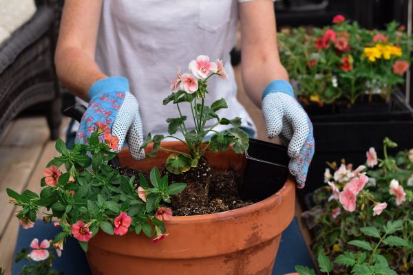 Plant Care Service in Joplin