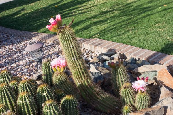 Desert Landscaping in Joplin