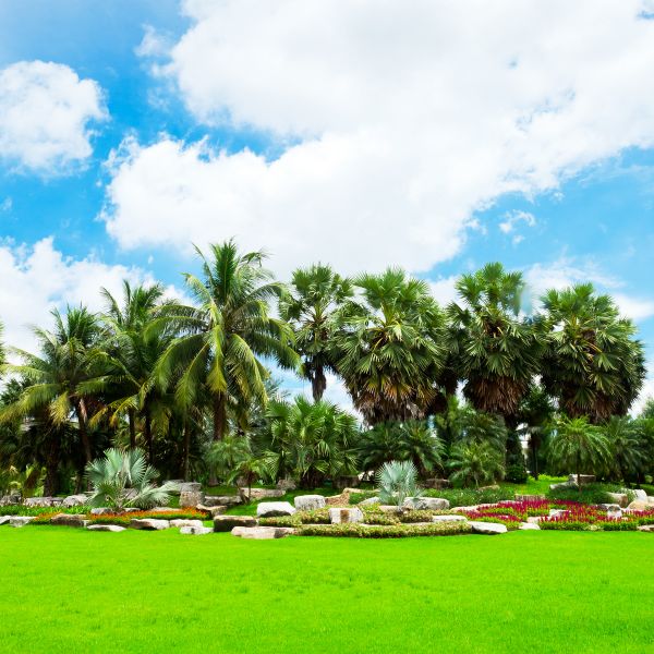 Tropical Landscaping in Joplin