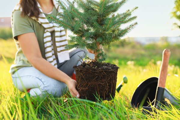 Spruce Tree Planting in Joplin