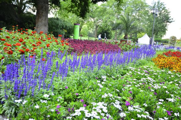Perennials Planting in Joplin