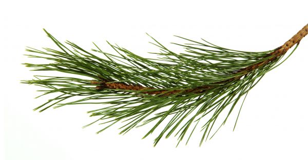 Pine Needles Installation in Joplin