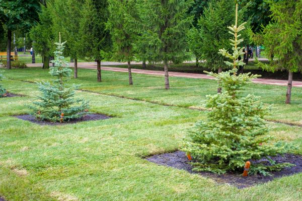 Privacy Trees Planting in Joplin