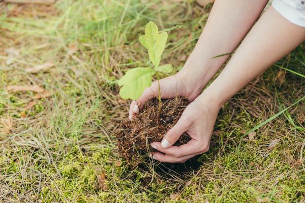 Oak Tree Planting in Joplin