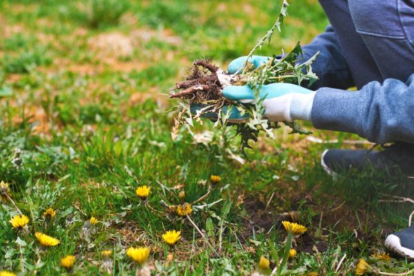 Flower Bed Clearing in Joplin