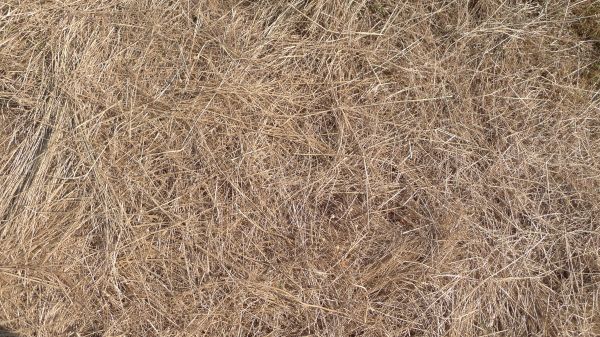 Pine Straw Replacement in Joplin