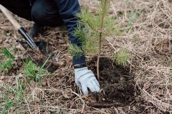 Pine Tree Planting in Joplin