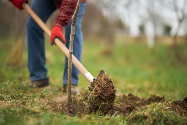 Trees Planting in Joplin