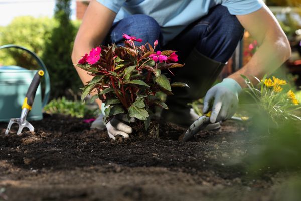 Plant Replacement in Joplin