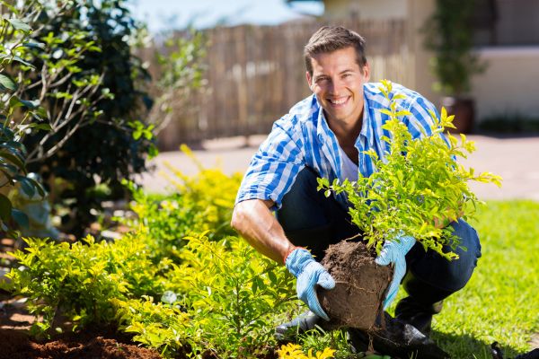 Shrub Landscaping in Joplin
