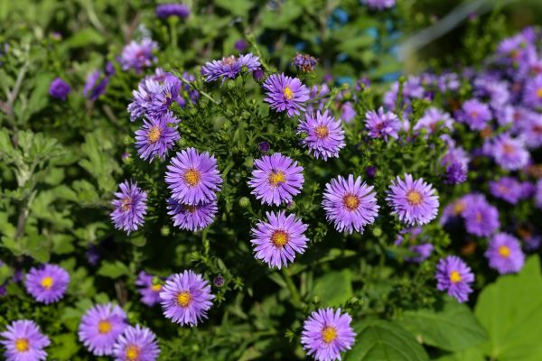 Perennial Flower Planting in Joplin