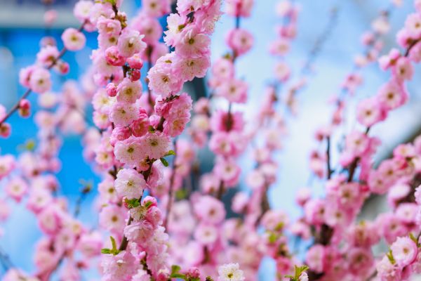 Japanese Cherry Tree Planting in Joplin