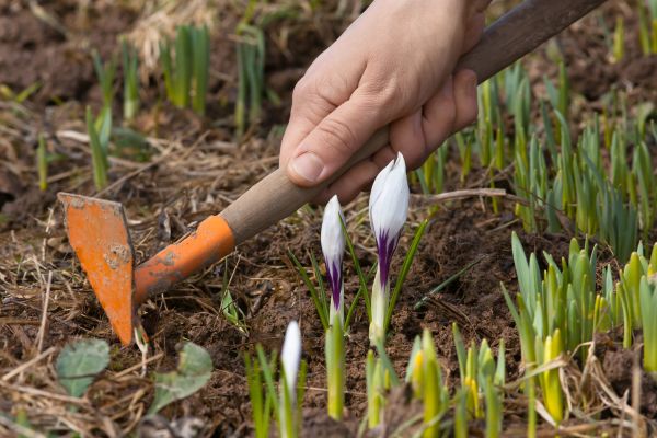 Flower Garden Weeding in Joplin