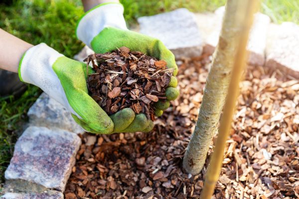 Tree Bark Delivery in Joplin