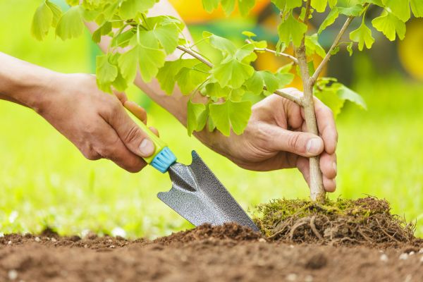 Fruit Tree Planting in Joplin