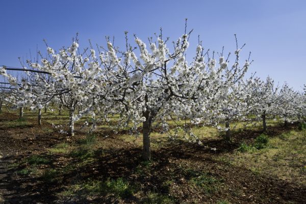 Orchard Planting in Joplin
