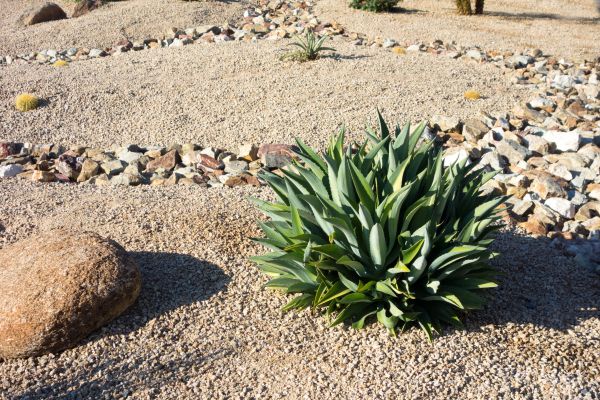Xeriscaping Service in Joplin