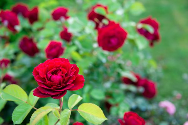 Rose Planting in Joplin
