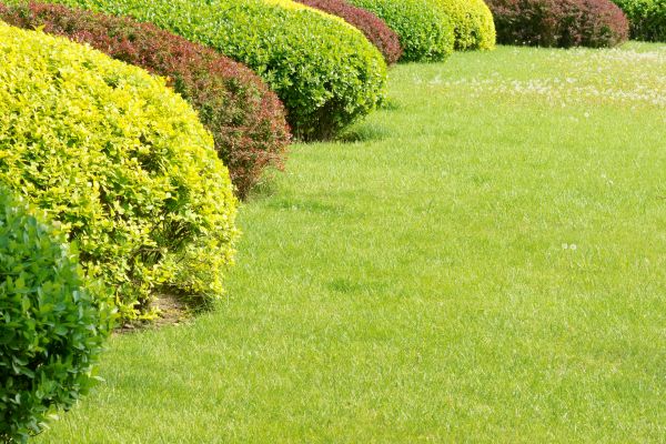 Shrubbery Planting in Joplin