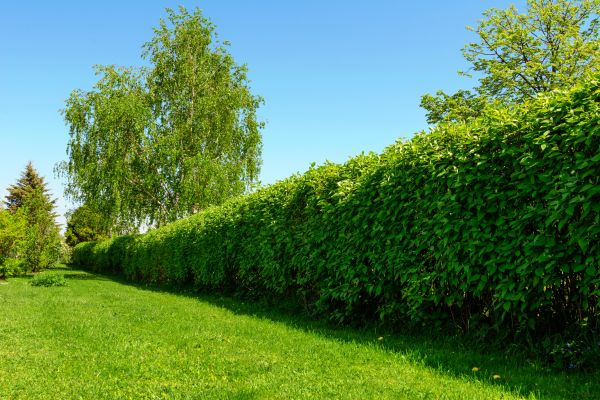 Hedge Replacement in Joplin