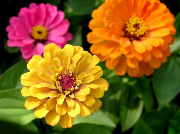 Zinnia Planting in Joplin