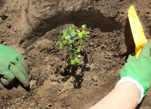 Rose Bush Planting in Joplin