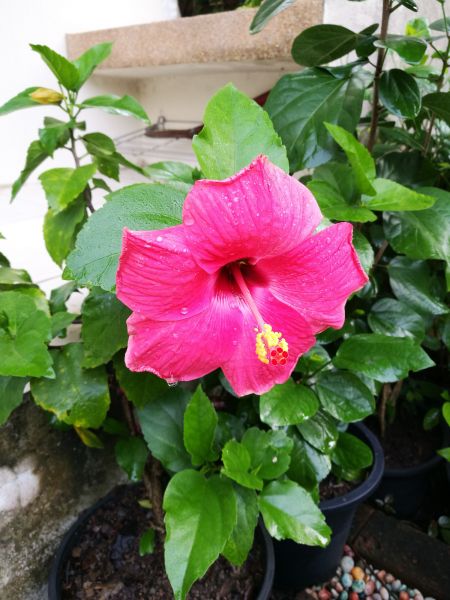 Hibiscus Planting in Joplin
