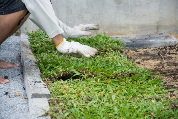 Ground Cover Planting in Joplin