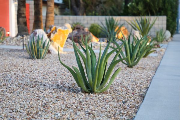 Drought Resistant Landscaping in Joplin