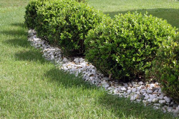 Boxwood Planting in Joplin