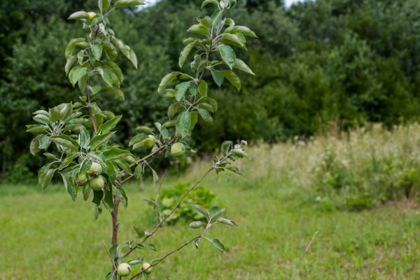 Apple Tree Planting in Joplin